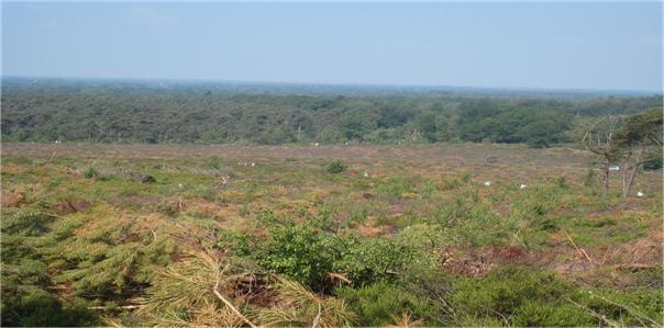 Wandelvereniging Ambulare Wierden organiseert opzaterdag 9 mei 2026 weer de Ambulare Oranjetocht